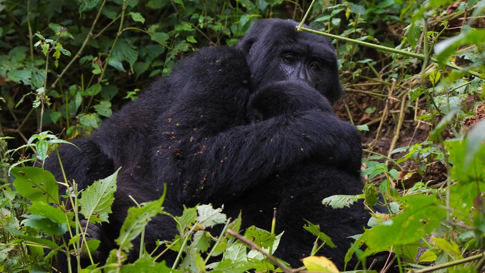 Uganda Gorilla Wildlife Safari