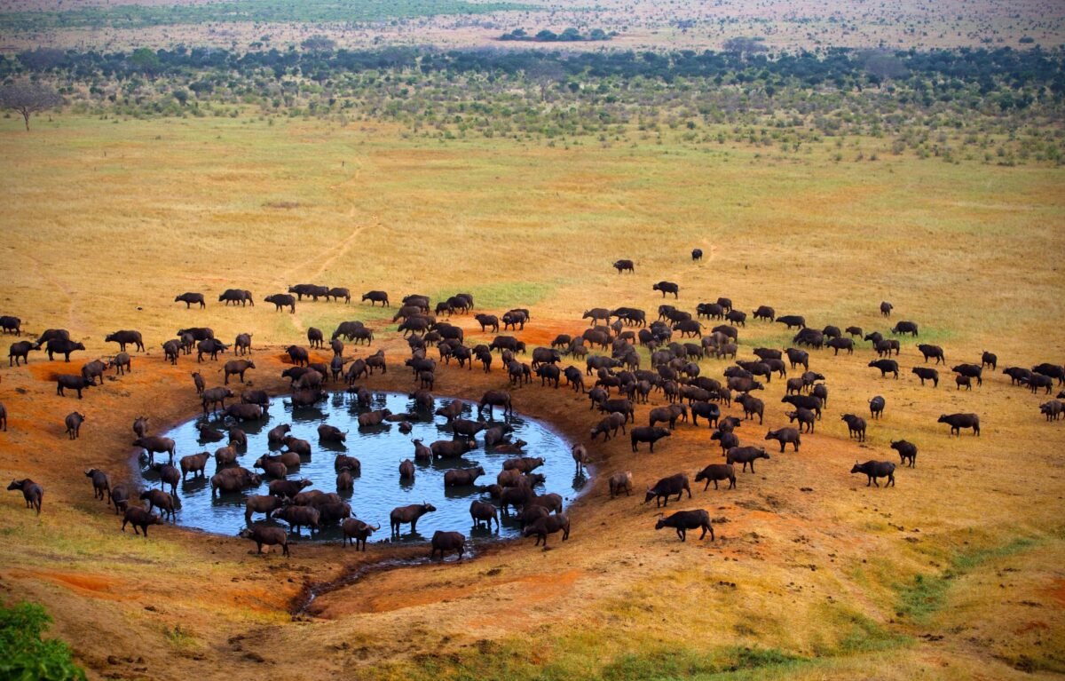 Tsavo National Parks