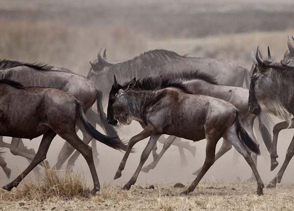 Great Migration Safari